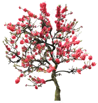 园林树木桃树透明png图片