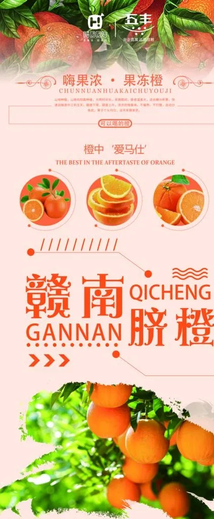 赣南脐橙易拉宝图片(3150X7087(DPI:100))psd模版下载
