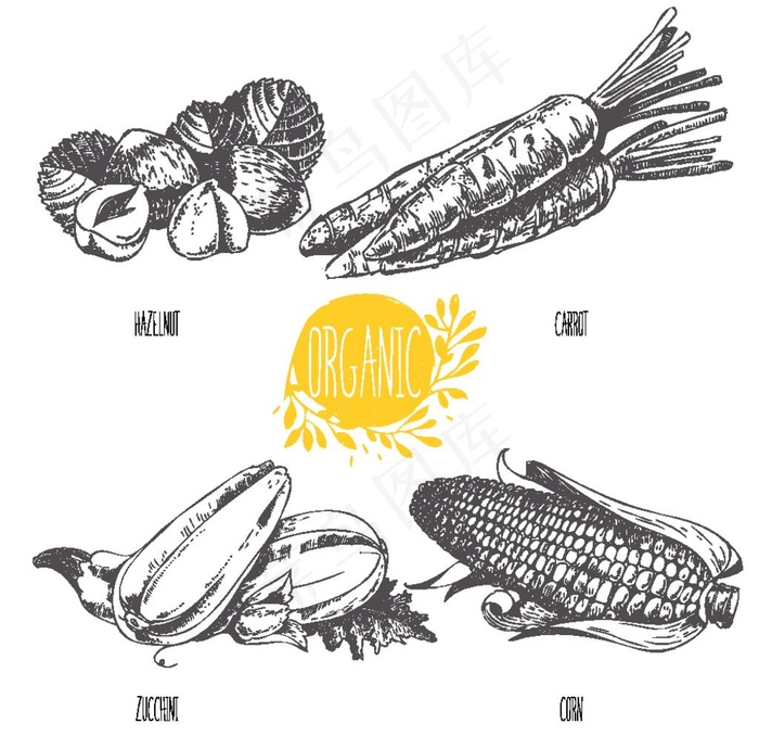 蔬菜素描图片eps,ai矢量模版下载