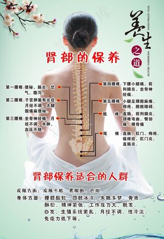 肾部保养图片