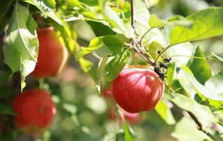 苹果枝头苹果树上苹果图片