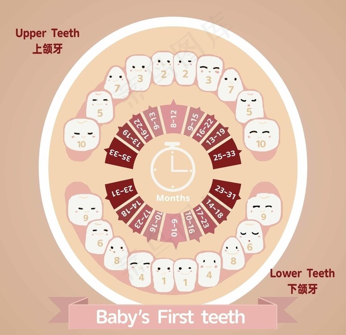 儿童乳牙退换周期表图片