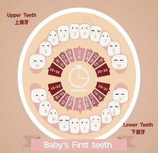 儿童乳牙退换周期表图片
