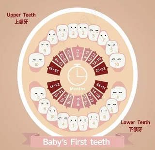 儿童乳牙退换周期表图片