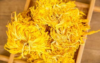 金丝皇菊图图片