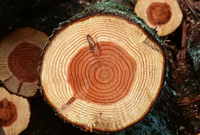 树皮年轮纹理图片