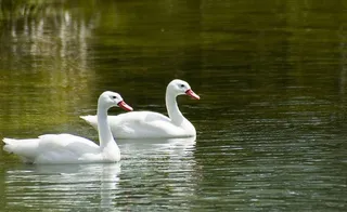 两只白鸭图片