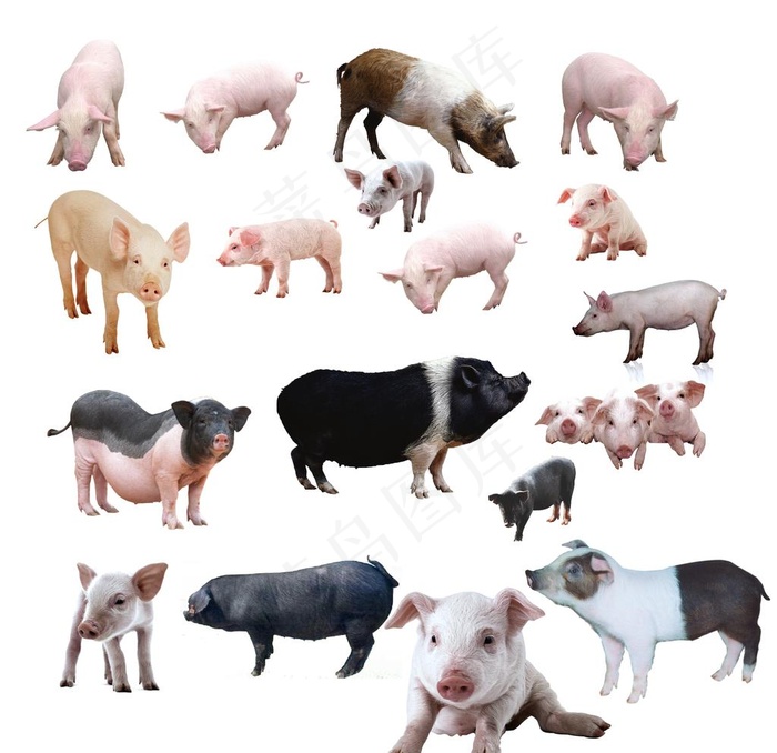 生猪图片