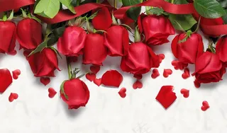 玫瑰花背景图片