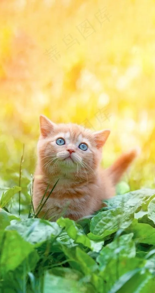 猫咪壁纸图片
