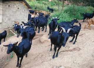 大姚云岭黑山羊图片