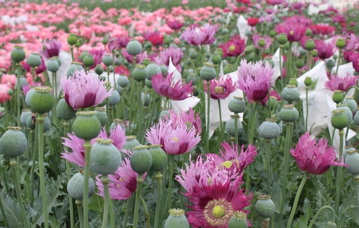 罂粟花图片