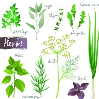 绿色草药矢量素材图片