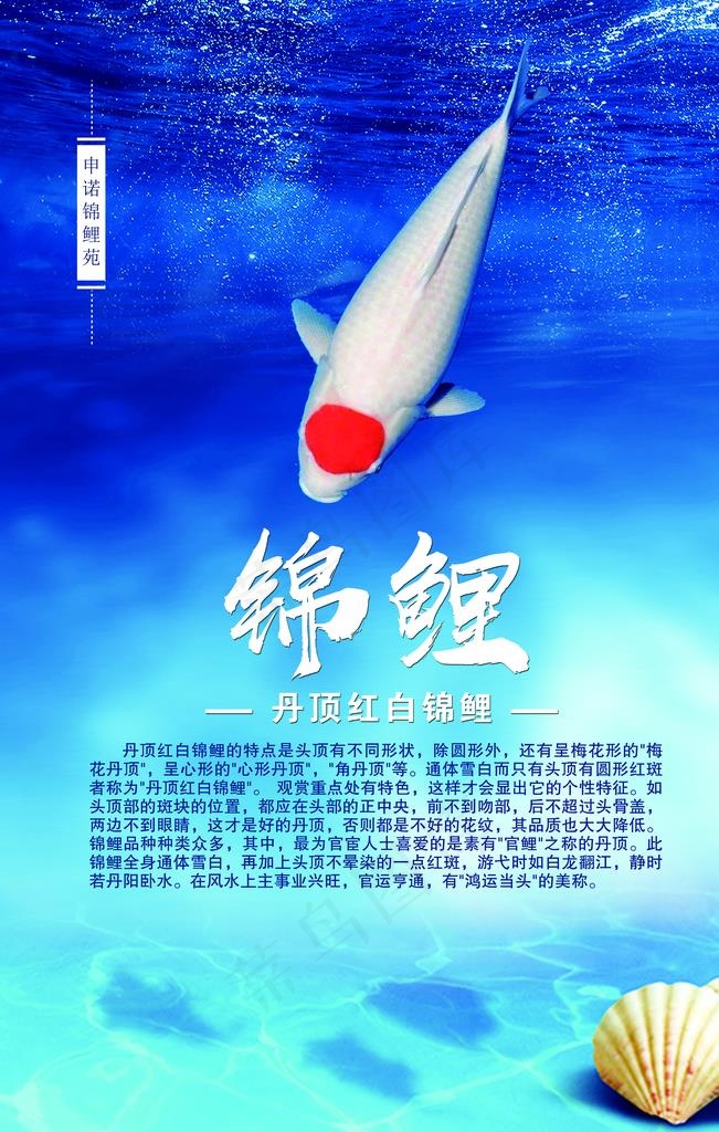 锦鲤简介图片(3150X4724(DPI:100))psd模版下载