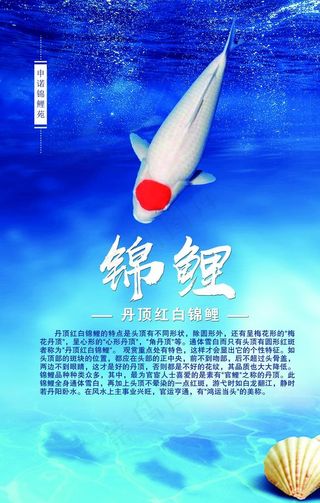 锦鲤简介图片