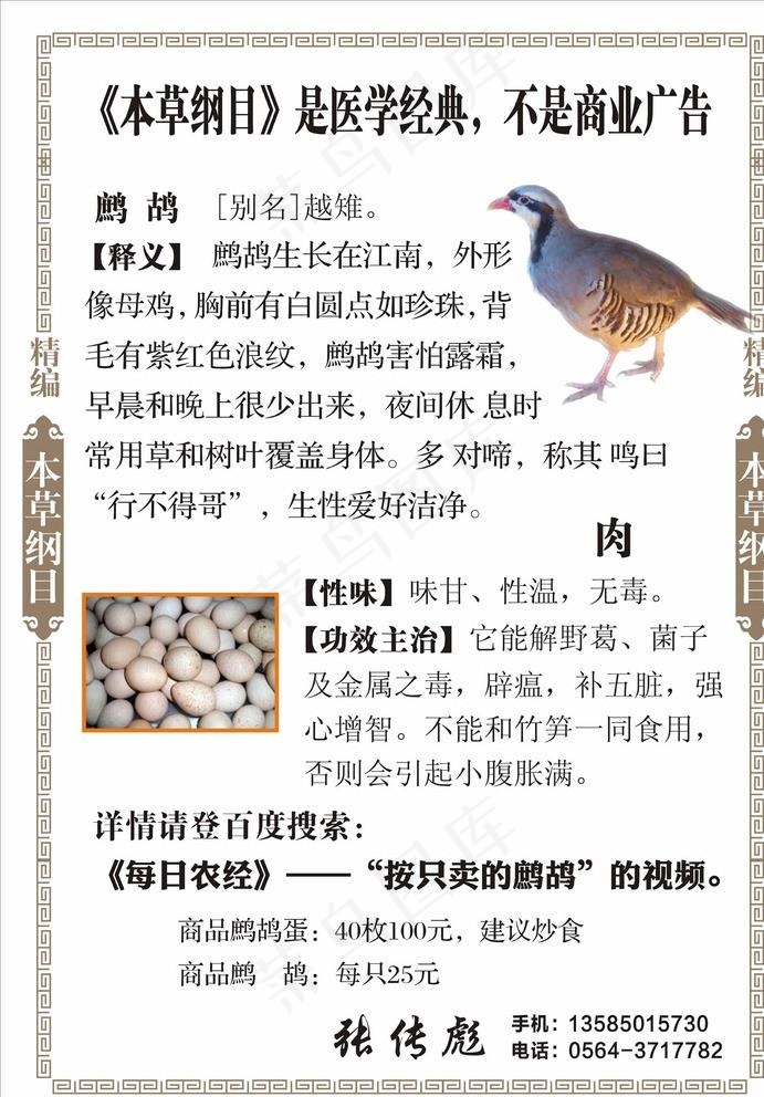 鹧鸪 鹧鸪海报 鹧鸪展板图片cdr矢量模版下载