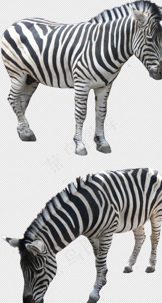 斑马图片