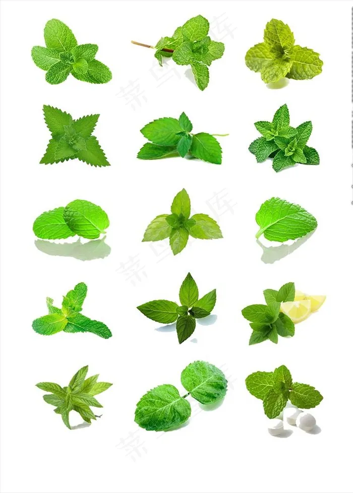 薄荷叶免扣素材图片psd模版下载