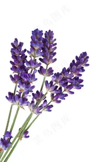 薰衣草图片 薰衣草图片