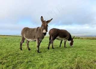 驴图片