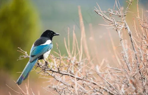 报喜鸟喜鹊图片