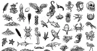 黑白矢量写生手绘素描动物插图图片