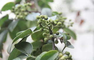 花椒树图片