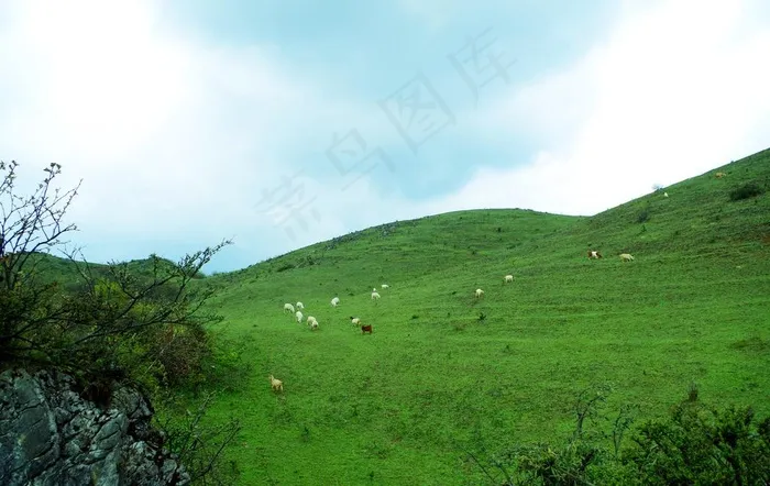 草地羊群图片