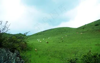 草地羊群图片