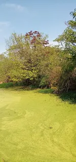 富营养化池塘 菜园 水池 水塘图片