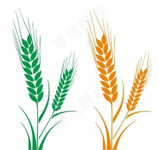 矢量麦穗图片
