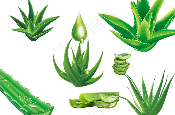 芦荟图片