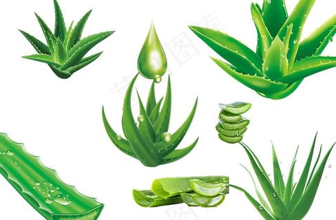 芦荟图片