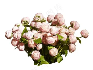 花艺玫瑰花免扣素材PNG图片