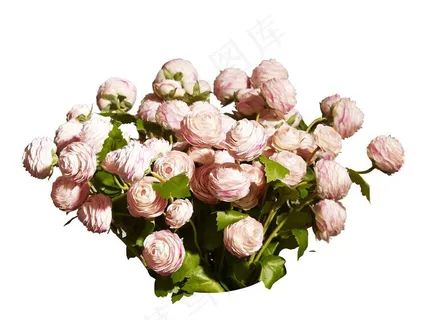 花艺玫瑰花免扣素材PNG图片 花艺玫瑰花免扣素材PNG图片