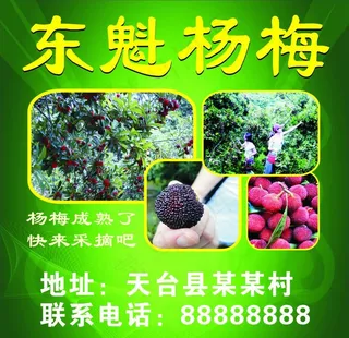东魁杨梅图片