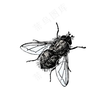 苍蝇图片