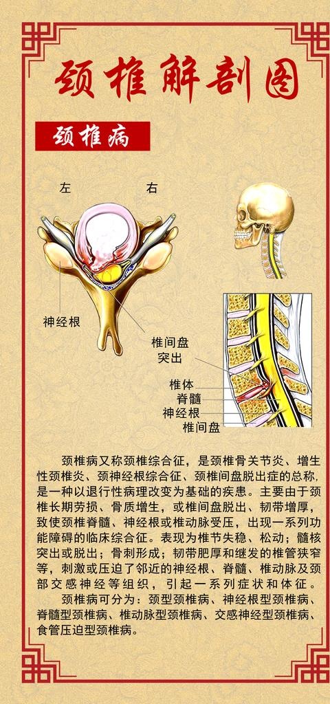 颈椎解剖图图片(1417X2835(DPI:72))psd模版下载