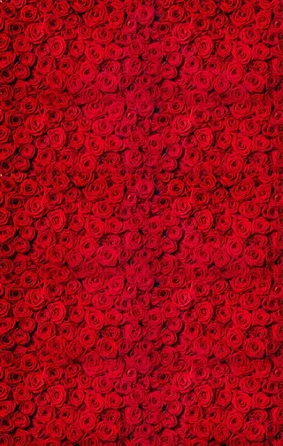 玫瑰花背景图片