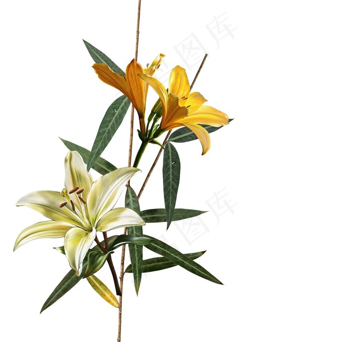 花图片