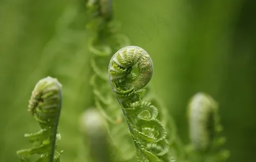 蕨菜图片 蕨菜图片