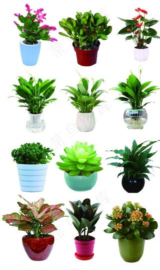 绿色盆栽图片