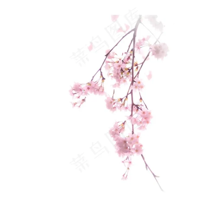桃花图片psd模版下载