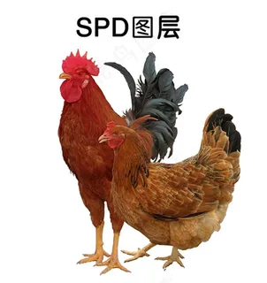 公鸡母鸡图片