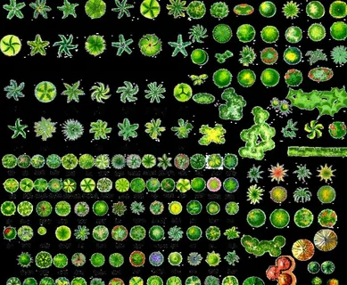 景观规划平面树图片