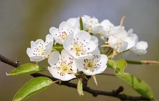 梨花图片