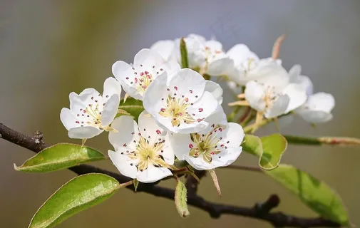 梨花图片 梨花图片