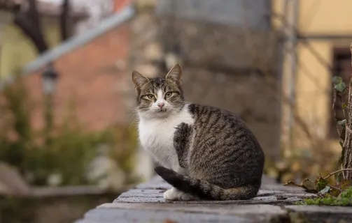 可爱小猫图片 可爱小猫图片