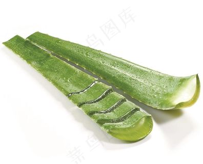 芦荟图片