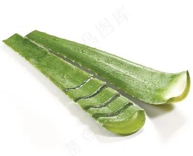 芦荟图片